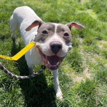Pit Bull Terrier and Mixed Breed Dogs Available for Adoption in St. Peters, Missouri - Penny | PetCurious