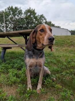 Bluetick Coonhound and Mixed Breed Dogs Available for Adoption - Millie | PetCurious