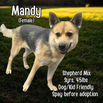 Rescue German Shepherd Dog Dogs for Adoption in Lancaster, Kentucky - Mandy | PetCurious