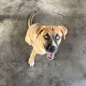 Vesper -  Mountain Cur Dog for Adoption in Edinburg, Virginia - Vesper | PetCurious