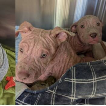 Rescue Pit Bull Terrier Dogs for Adoption in Fairfax Station, Virginia - Jigglypuff | PetCurious