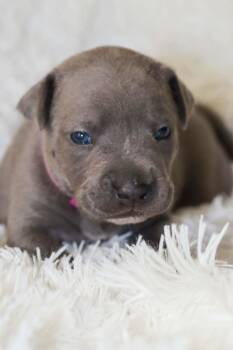 Diamond- Mama Ruby Anns gemstones -  Pit Bull Terrier Dog for Adoption in Carmel Hamlet, New York - Diamond- Mama Ruby Anns Gemstones | PetCurious