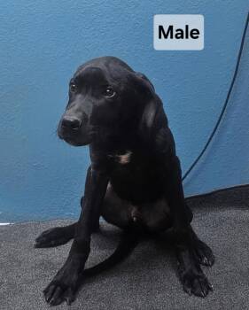 Rescue Great Dane Dogs for Adoption in Dripping Springs, Texas - Sirius | PetCurious