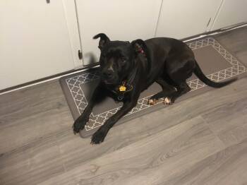 Rescue Labrador Retriever Dogs for Adoption in Rutherfordton, North Carolina - Bitsy (Courtesy Post) | PetCurious