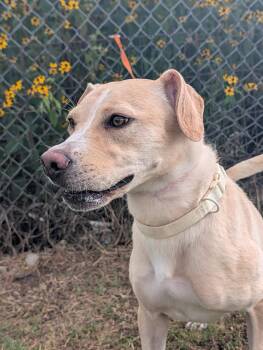 Lady -  Labrador Retriever Dog for Adoption in Lewisburg, Tennessee - Lady | PetCurious