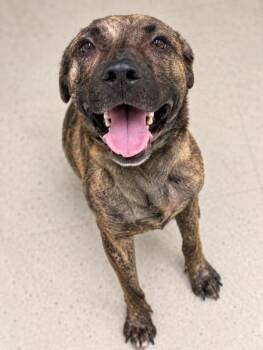 Indiara -  Tennessee Treeing Brindle Dog for Adoption in Gulfport, Mississippi - Indiara | PetCurious