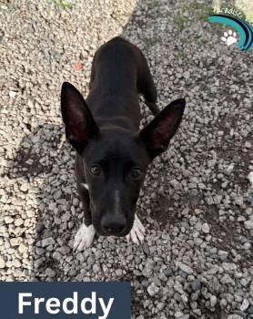 Australian Kelpie Dogs Available for Adoption in Deltona, Florida - Freddy | PetCurious