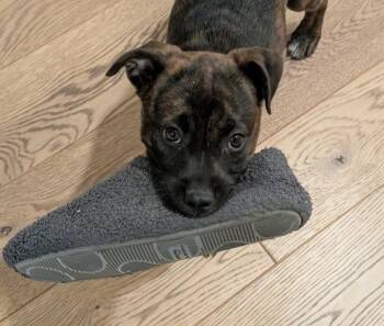 Pit Bull Terrier Dogs Available for Adoption - Katie | PetCurious