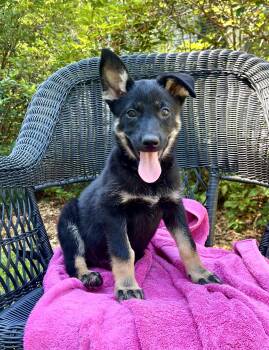 Alexis -  German Shepherd Dog Dog for Adoption in Mount Pleasant, South Carolina - Alexis | PetCurious