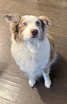 Australian Shepherd Dogs Available for Adoption in Winter Park, Colorado - Bogie | PetCurious