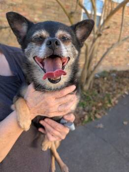 Rose - AK -  Chihuahua and Pomeranian Dog for Adoption in Bryan, Texas - Rose - AK | PetCurious
