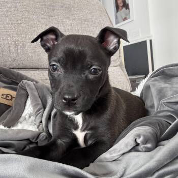 Boston Terrier Dogs Available for Adoption - Grasshopper | PetCurious