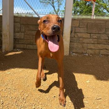 Mixed Breed Dogs Available for Adoption in Bentonville, Arkansas - Taj | PetCurious