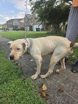 OTIS -  Pit Bull Terrier Dog for Adoption - OTIS | PetCurious