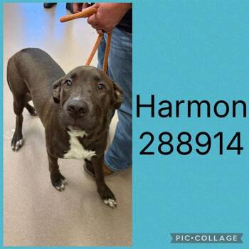 HARMON -  Mixed Breed Dog for Adoption in Macon, Georgia - HARMON | PetCurious