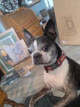 Snorts in NE -  Boston Terrier Dog for Adoption - Snorts In NE | PetCurious
