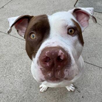 American Staffordshire Terrier Dogs Available for Adoption in Grand Rapids, Michigan - McGee | PetCurious