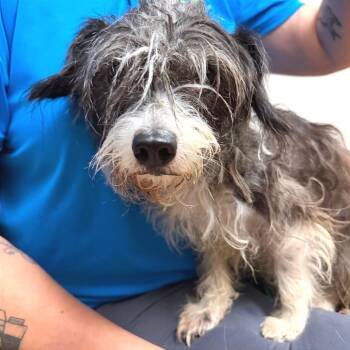 Birdie -  Shih Tzu and Mixed Breed Dog for Adoption in Palm Springs, California - Birdie | PetCurious