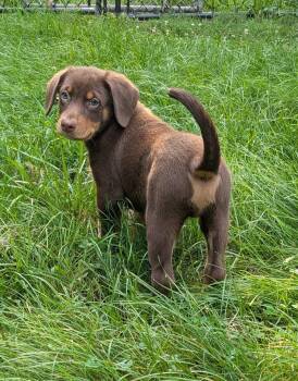 Biscotti -  Dachshund and Corgi Dog for Adoption in WDM, Iowa - Biscotti | PetCurious