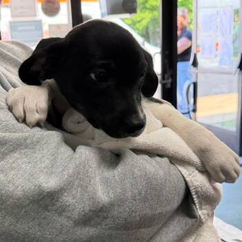 Serenity -  Mixed Breed Dog for Adoption in Walker, Michigan - Serenity | PetCurious