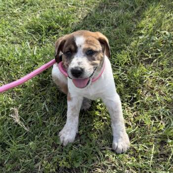 Sourdough -  Australian Cattle Dog Blue Heeler Dog for Adoption in Harlingen, Texas - Sourdough | PetCurious