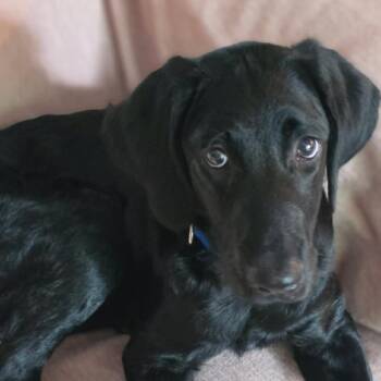 Biscuit -  Labrador Retriever and Poodle Dog for Adoption in Rossville, Georgia - Biscuit | PetCurious