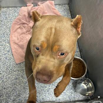 American Staffordshire Terrier Dogs Available for Adoption in Greenville, South Carolina - Eggo | PetCurious