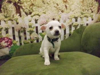 Pomeranian and Mixed Breed Dogs Available for Adoption in Oroville, California - SONNY | PetCurious