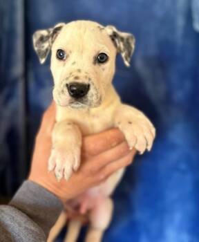 Rescue Dalmatian and Mixed Breed Dogs for Adoption in Morton Grove, Illinois - Boris | PetCurious