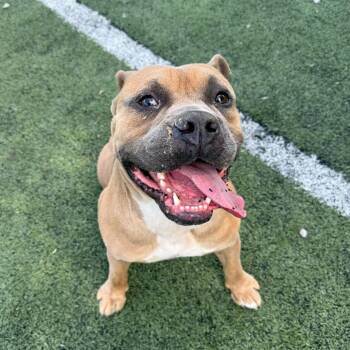 PAPA JOE -  Mixed Breed Dog for Adoption in Memphis, Tennessee - PAPA JOE | PetCurious