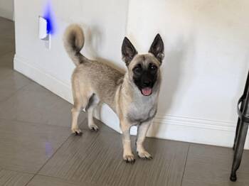 Raven -  Shepherd Dog for Adoption in Las Vegas, Nevada - Raven | PetCurious