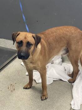 BOXER -  Labrador Retriever and Mixed Breed Dog for Adoption in Tallahassee, Florida - BOXER | PetCurious