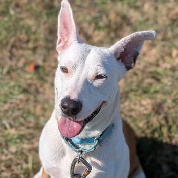 Rescue Boxer Dogs for Adoption in Lenoir, North Carolina - Apalla (BAS) | PetCurious