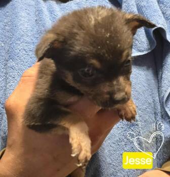 Rescue Australian Shepherd and Pit Bull Terrier Dogs for Adoption in Syracuse, New York - Jesse | PetCurious