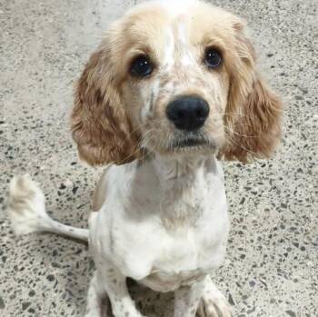 Banjo -  Cocker Spaniel Dog for Adoption in South San Francisco, California - Banjo | PetCurious