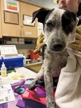 A1927467 -  Labrador Retriever and Mixed Breed Dog for Adoption in Riverside, California - A1927467 | PetCurious