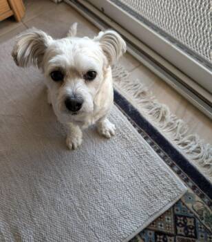 Happy -  Shih Poo and Pomeranian Dog for Adoption in Chandler, Arizona - Happy | PetCurious