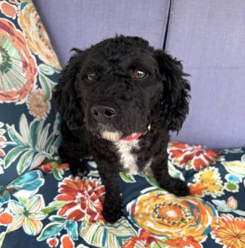 Taco -  Maltese and Poodle Dog for Adoption in Wheaton, Illinois - Taco | PetCurious