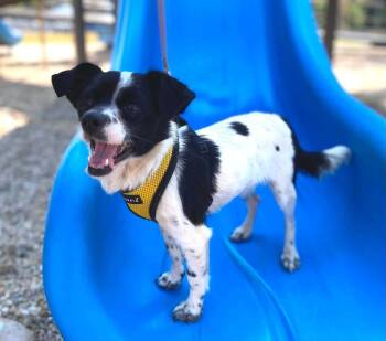 Oreo -  Chihuahua Dog for Adoption in Willingboro, New Jersey - Oreo | PetCurious
