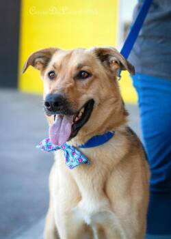 German Shepherd Dog Dogs Available for Adoption - Vela | PetCurious