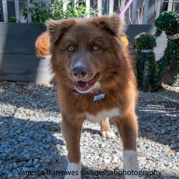 Australian Shepherd Dogs Available for Adoption in Wake Forest, North Carolina - Aragon | PetCurious