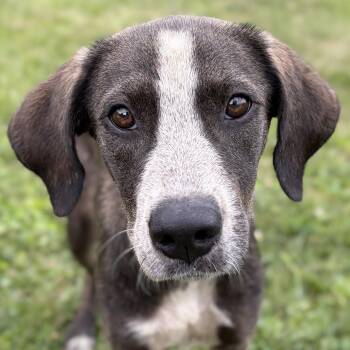 Maven -  Hound Dog for Adoption in Jefferson, Wisconsin - Maven | PetCurious