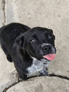 Australian Cattle Dog Blue Heeler Dogs Available for Adoption in Homewood, Illinois - Chanel | PetCurious