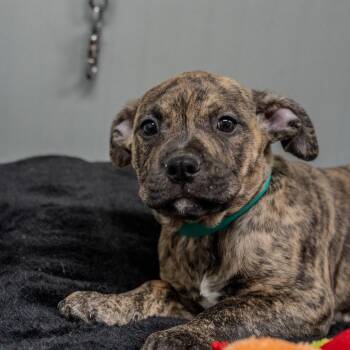 Staffordshire Bull Terrier Dogs Available for Adoption - Sophia | PetCurious