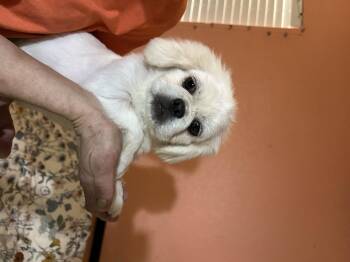 Marshee -  Pekingese Dog Available for Adoption in Texarkana, Texas - Marshee | PetCurious