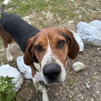 Clyde -  Treeing Walker Coonhound Dog for Adoption in Bonners Ferry, Idaho - Clyde | PetCurious