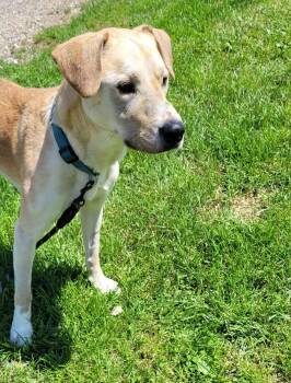Labrador Retriever and Mixed Breed Dogs Available for Adoption in Saint Clairsville, Ohio - Dobby | PetCurious
