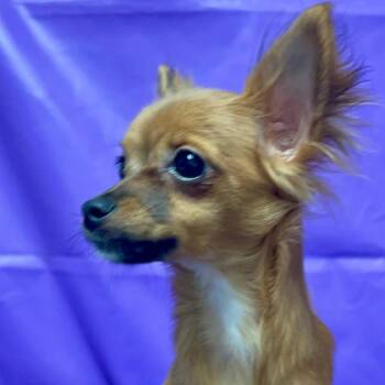Cinderella -  Chihuahua Dog for Adoption in North Myrtle Beach, South Carolina - Cinderella | PetCurious