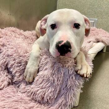 Pit Bull Terrier Dogs Available for Adoption in Baltimore, Maryland - P.F. Changs | PetCurious