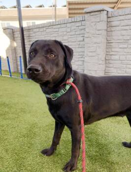 *Sloane* -  Labrador Retriever Dog for Adoption in Salt Lake City, Utah - *Sloane* | PetCurious